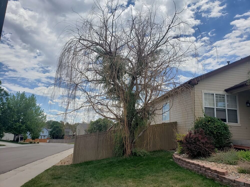 June 22 Castle Rock Willow Removal